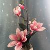 Flores Artificiales de Alta Clase Adornos de Magnolia de Tres Cabezas Decoración para Ventana Decoración Flores para Boda Ramo Falso Magnolia Terminada Flores Falsas