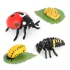 Set de Figuras del Ciclo de Vida de la Mariquita de 4 Piezas Modelos Realistas de PVC de Larvas y Pupas de Mariquita Juguetes Educativos para Niños Aprendizaje de Insectos Decoración de la Naturaleza