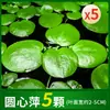 Plantas aquáticas lentilhas d'água, plantas de purificação tradicionais para aquário, esconderijo para tanque de tartaruga, jacinto d'água hidropônico, plantas aquáticas flutuantes para aquário
