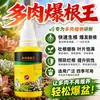 Rey de Enraizamiento Suculento Enraizamiento Rápido Agente de Enraizamiento Fuerte Planta Suculenta Flor Especial Crecimiento Agua Fertilizante Solución Nutritiva de Propósito General Solución de Enraizamiento