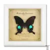 Pintura decorativa de espécime de borboleta verdadeira, moldura de madeira para fotos, faça você mesmo, estilo europeu e americano, mesa, móveis, decoração, presente de aniversário