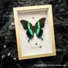 Moldura com espécime de borboleta real decoração presente de aniversário casa decoração de parede personalizada ensino exposições de ciência popular feito à mão