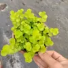 Canteiros de Flores de Pátio de Jardim, Plantas de Cobertura de Solo, Plantas Anãs, Canteiros de Flores de Jardim, Combinações de Plantas Anãs de Cobertura de Solo
