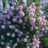 Plántulas de rosa, tallos maduros, flores de flor grande, plantas verdes, rosas en maceta, balcón interior y exterior, todo el año
