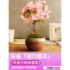 Uma geração de flores de cerejeira japonesa em vaso, miniaturas anãs, bonsai, plantas verdes para interior e exterior, florindo nas quatro estações