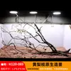 Árbol para paisajismo de acuario sudamericano, ramas secas, ramas de peral amarillo, decoración de sustrato, pecera pequeña, ramas naturales, decoración de paisajismo y paisajismo.