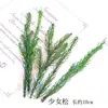 Pacote de Material de Flores Secas Espécime Jardim de Infância Casca de Fruta Caseira Flor Seca Bolota Porta-Retrato Espécime Pinha Porta-Retrato DIY Feito à Mão