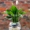 Plantas de follaje de interior en maceta para mesa con flores y plantas verdes, Palma blanca y Lirio de cala blanco
