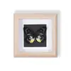 Especímenes de Mariposas Reales Raros y Preciosos (Mariposa Pavo Real) en un Marco, Decoración Moderna de Madera para el Hogar, Decoración Creativa de Mesa