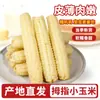 Milho Fresco e Aromático do Tamanho de um Polegar de Xishuangbanna, Yunnan, Adequado para Crianças e Bebês Comer no Café da Manhã, Milho de Dedo Pronto para Comer