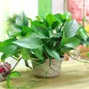 Plántulas de Cinta, Hiedra, Clorofito, Planta de Labial, Peonía, Planta de Cinta, Cinta Perla, Plantas Verdes Colgantes para Balcón de Interior