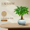 Árbol de la Fortuna de Cinco Bendiciones Planta en Maceta Pequeña Planta Verde de Interior Sala de Estar Escritorio de Oficina Bonsái Árbol de la Fortuna Fácil de Cuidar Todas las Estaciones