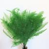 Osmunda Imortal Folha de Osmunda Folha de Samambaia Cobertura de Vidro Flor Flutuante Material de Flor Imortal Conservação Fresca Casa Suprimento de Comércio Exterior