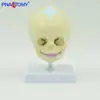 Modelo de Calavera para Cabeza de Bebé Modelo de Calavera para Niño Pequeño Calavera Pequeña Pediátrica con Base Esqueleto Giratorio