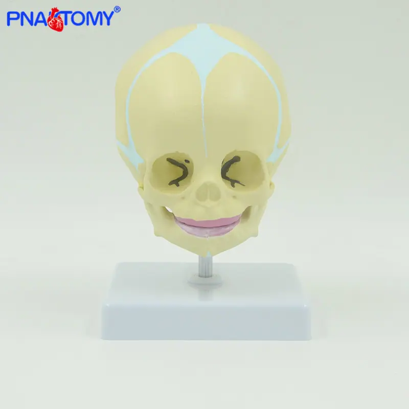 婴儿头骨带底座01