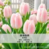 Variedad holandesa bulbos de tulipán semillas hidropónicas flores plantas en maceta tierra para tulipanes cultivo interior en stock venta al por mayor