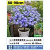 Planta de Pirulito Floco de Neve Azul com Mudas Grandes e Botões de Flor, Flores de Jardim Fáceis de Cultivar, Plantas Trepadeiras Ornamentais Adequadas para Varanda e Pátio