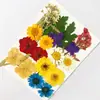 Bolsa de material de flor bolsa de flor seca espécime em relevo material diy cola de gota material de flor seca espécime de planta ensino