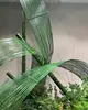 Tira de Bambú Creativa Tira de Bambú Tira de Bambú Verde Descuento Boda Flor Arte Granja Moderna cm Espesor 3/5mm Boda