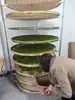 Estante enfriador y secador de té materiales medicinales productos secos cáscara de mandarina añeja cítricos pu estante de secado cesta cribadora con agujeros sin agujeros estante de malla de bambú tamiz de bambú