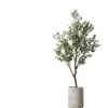 Planta de olivo en maceta para sala de estar interior, esquejes reales, planta grande en maceta, fácil de cuidar, adecuada para inauguración de casa y mudanza