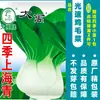 Dropshipping de sementes de vegetais de outono e inverno: espinafre, coentro, sementes de acelga chinesa (bok choy), cebolinha de quatro estações, aipo, cebolinha e alho-poró