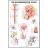 Póster de Pared de Anatomía Humana Músculo Esqueleto Sistema Nervioso Póster Médico Pintura Decorativa Sala de Estudio Oficina Arte de Pared