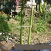 Semillas de Luffa Extra Largas, Luffa Gigante de Pulpa Grande y Aromática, Luffa Alambre, Planta Ornamental y Comestible para Primavera, Verano y Otoño.