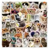 50 Pegatinas Nuevas Divertidas de Gatitos, Decoración Personalizada de Graffiti, Teléfono Móvil, Taza de Agua, Cuaderno Pegatinas Impermeables al por Mayor
