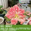 Bulbos de amaryllis de doble pétalo importados con envío directo, flores para interior y exterior, en macetas, para las cuatro estaciones, para patio y balcón con flores.
