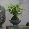 Dropshipping Bola de Musgo Phnom Penh Chlorophytum Escritorio de Oficina Eliminación de Formaldehído Fácil de Mantener Planta Hidropónica Colgante Habitación