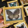 Imán para Refrigerador Mariposa Especimen Decoración Marco de Fotos Estilo Europeo Adorno Regalo Creativo de Cumpleaños Suministros de Enseñanza de Ciencias Venta al por Mayor