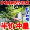 Plantas acuáticas, acuarios, terrarios, jacinto de agua, tocones viejos, plantas acuáticas, plantas perezosas, hidroponía interior
