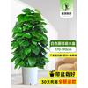 Planta en Maceta de Rábano Verde de Hoja Grande Columna Absorbe Formaldehído, Planta Verde Grande en Interiores para Atraer Riqueza y Prosperidad, Rábano Verde de Oficina, Sala de Estar Es Fácil de Mantener