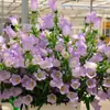 180 Variedades de Sementes de Flores Não Repetitivas, Fáceis de Cultivar em Todas as Estações, Podem Afastar Mosquitos, Adequadas para Varandas Internas e Externas, Distribuição Transfronteiriça