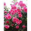 Plantones de Rosas Dropshipping, Rosas Trepadoras, Árboles de Flores Extra Grandes, Enredaderas Trepadoras de Patio, Florales de Balcón, Rosas en Maceta