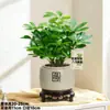 Madera de pata de pato que trae fortuna, perenne en todas las estaciones, planta verde de interior para balcón, maceta de flores, plántula de árbol de la fortuna, loto de siete hojas