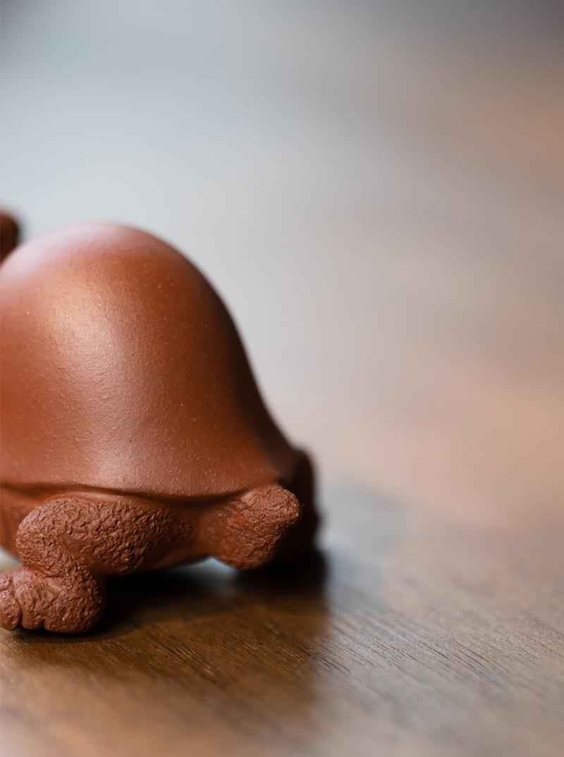 将军龟20210806 (9).jpg