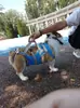 Silla de ruedas para perros, Asistencia por lesión, Recuperación postoperatoria, Soporte para patas, Arnés, Ropa de cuidados, Entrenamiento para la discapacidad