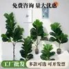 Venta al por mayor de fabricantes de plantas verdes artificiales, árbol de ficus, plantas de interior en maceta de pie, decoraciones de plantas falsas para interiores, decoración de sala de estar, decoración de exteriores