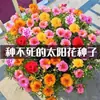 Semillas de Girasol de Doble Pétalo Florecen Todo el Año, Fáciles de Cultivar, Adecuadas para Jardines de Patio, Plantas en Maceta para Balcón, Semillas de Color Mixto para Uso en Interiores y Exteriores