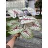 Simulação sinta planta verde comércio exterior fábrica 7 sinta cor folha de taro cor taro floresta tropical paisagem jardim planta verde atacado