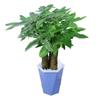 Planta verde de escritório vaso pequeno de mesa hidropônico sala de estar interior florindo árvore da boa sorte endro verde flores de mesa