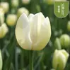 Semillas de bulbos de tulipán, bulbos holandeses de pétalo simple de 5 grados, flores de interior en maceta, florecen todo el año, fáciles de cuidar, aptos para cultivo hidropónico, venta al por mayor