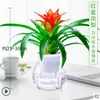 Plantas Verdes Hidropónicas Rábano Verde Gardenia Árbol del Dinero Hiedra Espárragos Bambú Pequeñas Plantas Verdes de Interior Plantas de Maceta Perennes para Todas las Estaciones