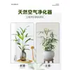 Bambú Marrón de Bambú Hidropónico en Maceta Grande de Hojas Finas Bambú Arroz Jinshan con Raíces Plantas Hidropónicas de Interior Cultivadas en Agua Bambú Guanyin Florales y Plantas Verdes
