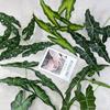 Nuevo producto 5 tenedores arum grande simulación planta verde hotel centro comercial hogar decoración de patio planta verde hoja planta venta al por mayor