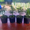 Bonsai de Madeira de Vaso para Desktop Manutenção Simples Variedade Miniatura Minúscula Gergelim Olmo Planta Verde Folhas Pequenas Fácil de Manter e Viver