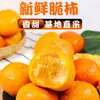 Chocolate Crocante de Caqui Yangfeng Caqui Crocante Sem Caroço Núcleo de Açúcar Sazonal Fresco Colhido Doçura Alta 5 Jin Fruta Fresca Dropshipping