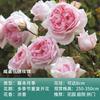 Dropshipping [] Plantones de Rosas de las Cuatro Estaciones Rosa Trepadora Flores Grandes Fragantes Jardín Plantas Trepadoras Flores Rosas